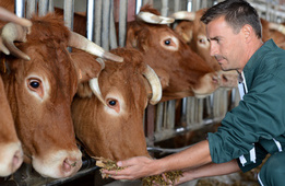 Tierwirtschaftsmeister(in) - Rinderhaltung